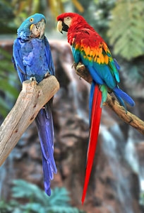 Guacamayas
