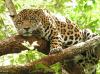tigre en la mata de mamón